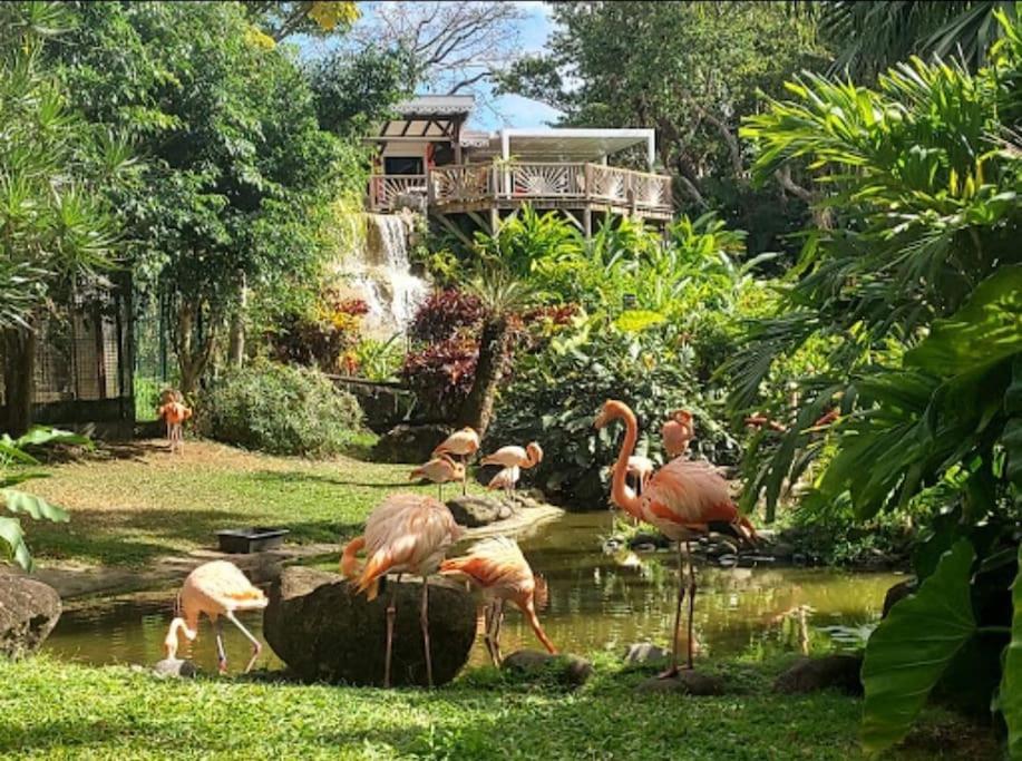 La Perle D'Alice Apartment Deshaies Bagian luar foto